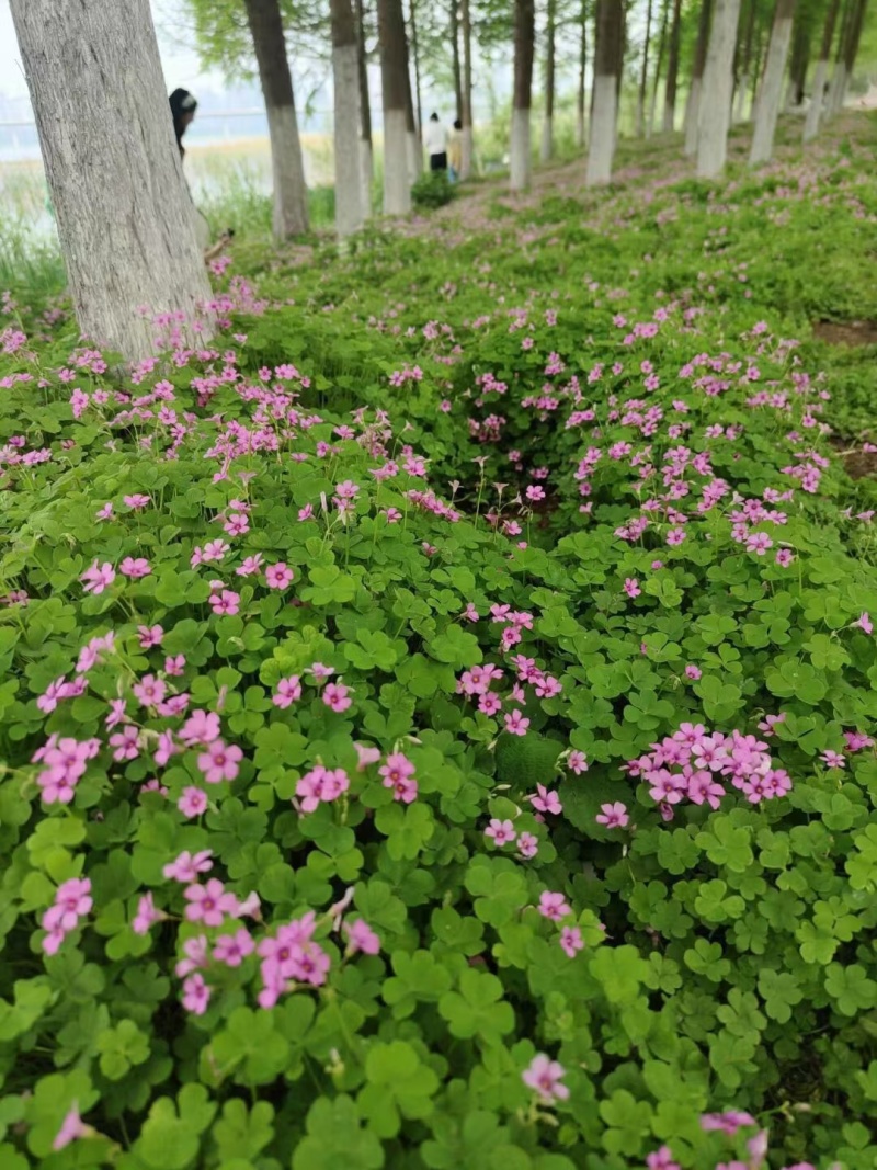 红花醡浆草种球多年生耐寒植物园林绿化苗花期长四季开花