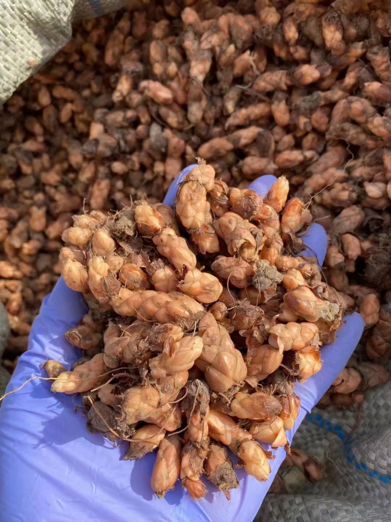 红花醡浆草种球多年生耐寒植物园林绿化苗花期长四季开花