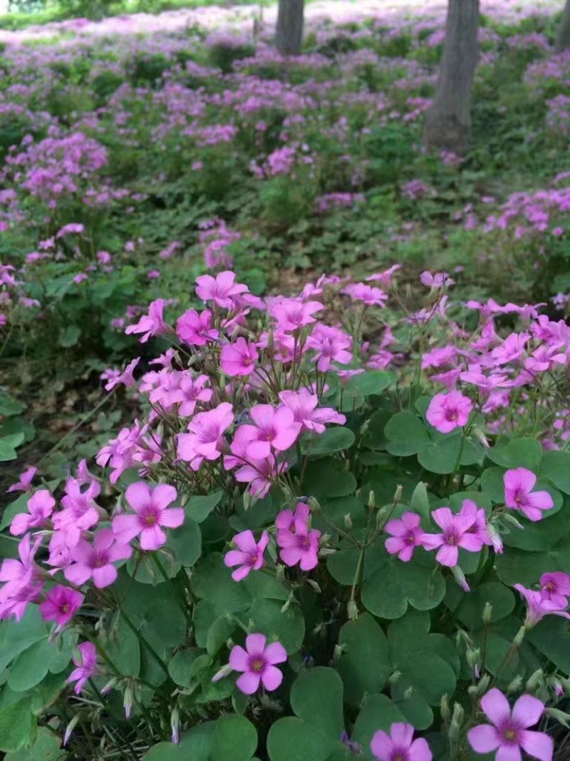 红花醡浆草种球多年生耐寒植物园林绿化苗花期长四季开花