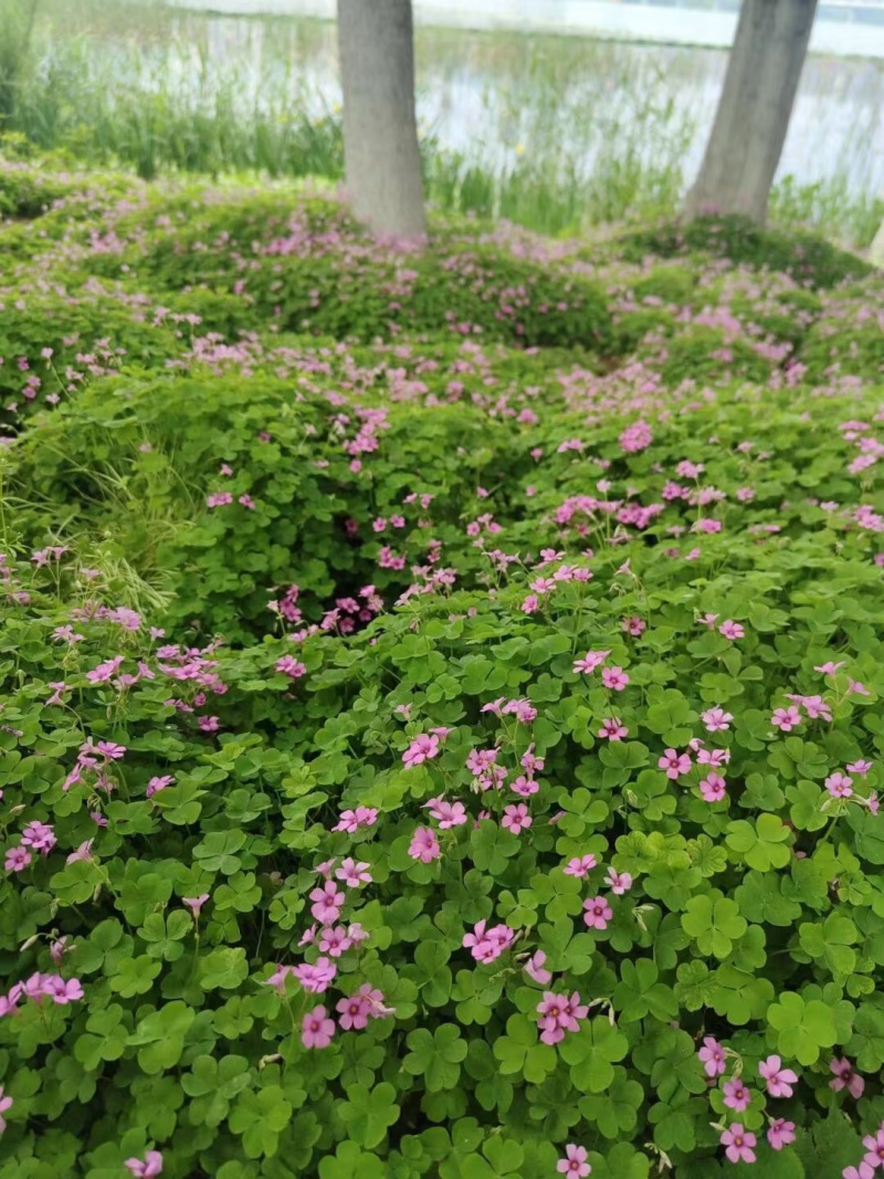 红花醡浆草种球多年生耐寒植物园林绿化苗花期长四季开花