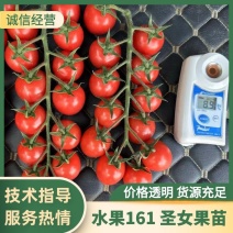 水果161精品圣女果苗礼品小番茄苗千禧圣女果苗