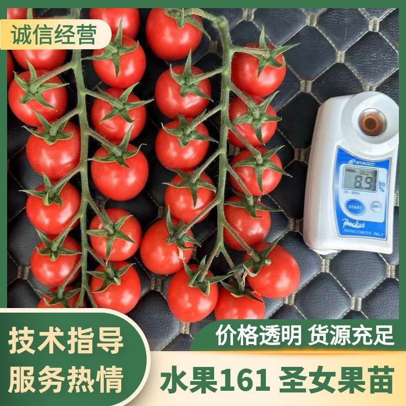 水果161精品圣女果苗礼品小番茄苗千禧圣女果苗
