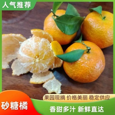 【精品】西林沙糖桔一手货源可视频看货量大从优