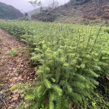精品杉树苗基地直发全国发货提供售后技术指导