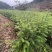 精品杉树苗基地直发全国发货提供售后技术指导