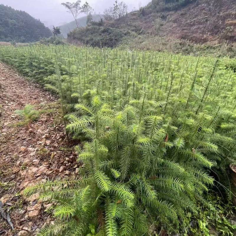 精品杉树苗基地直发全国发货提供售后技术指导