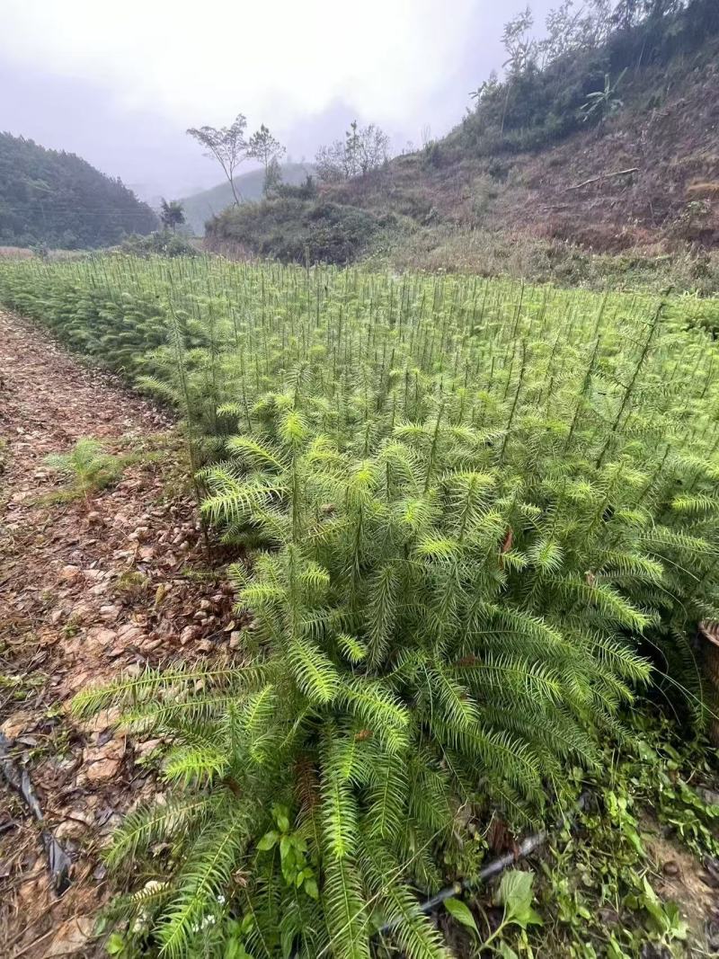 精品杉树苗基地直发全国发货提供售后技术指导