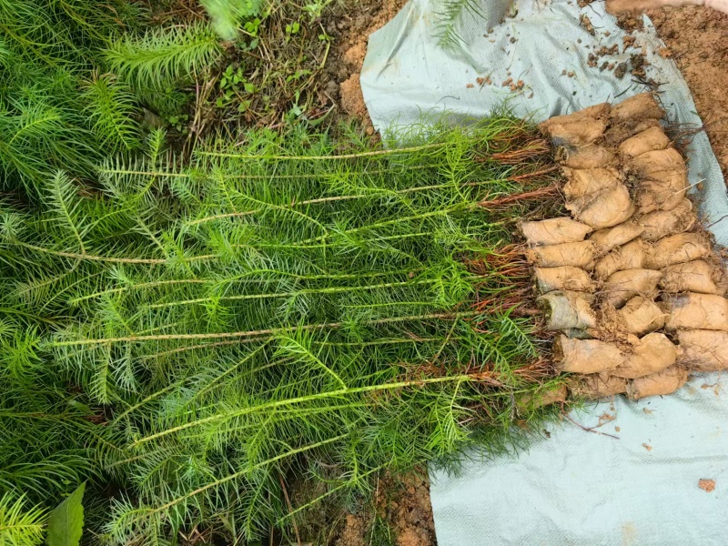 精品杉树苗基地直发全国发货提供售后技术指导