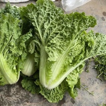 麻叶青白菜毛白菜产地看货论价保质保量欢迎订购