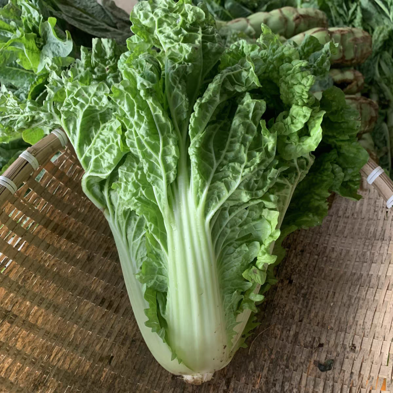 麻叶青白菜毛白菜产地看货论价保质保量欢迎订购