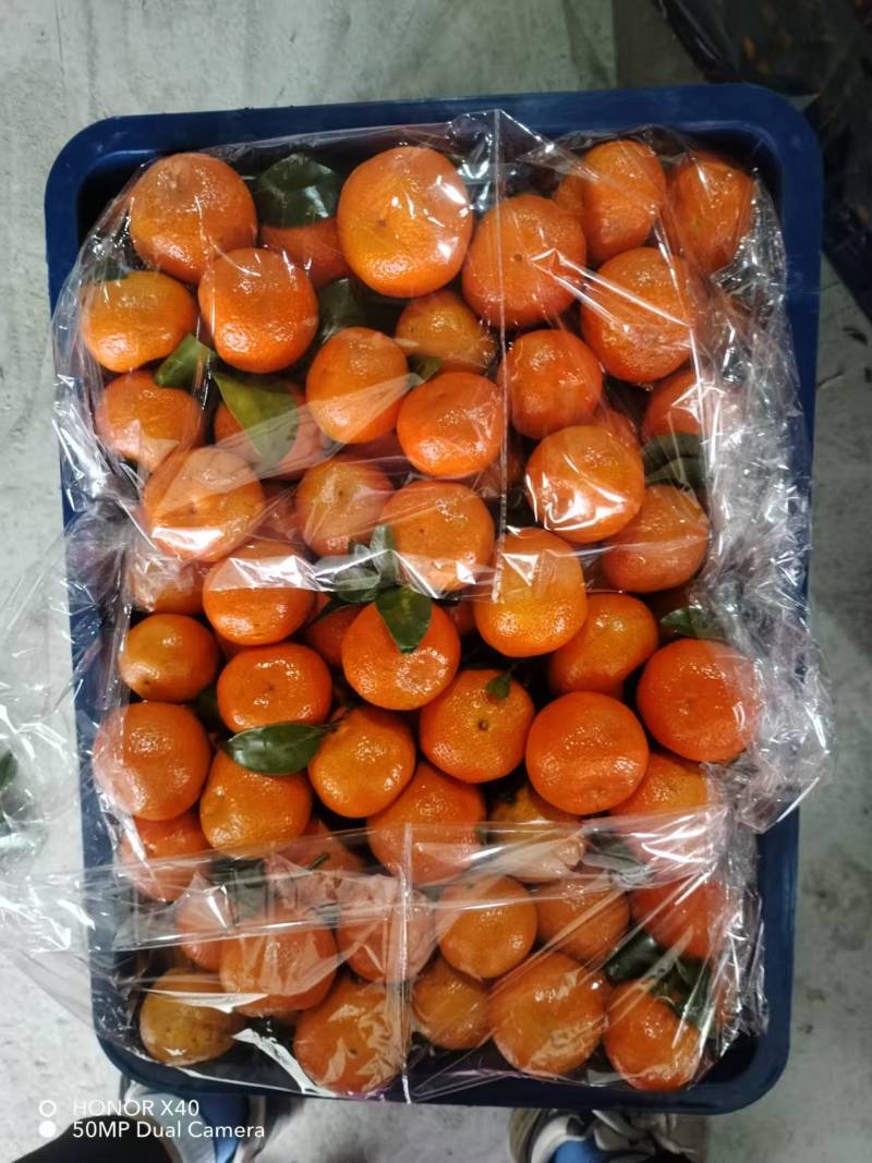 【精品】西林沙糖桔一手货源可视频看货量大从优