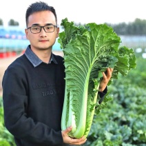 秋绿60白菜毛白菜青麻叶菜产地看货论价欢迎订购