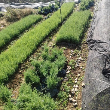 藏柏苗基地直发全国发货提供技术指导