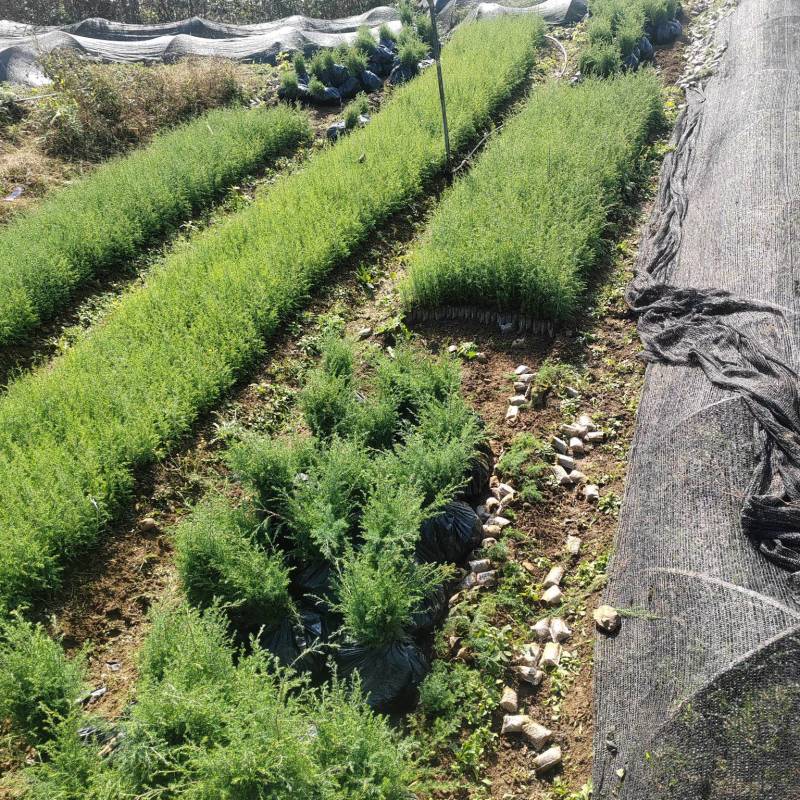 藏柏苗基地直发全国发货提供技术指导