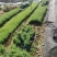 藏柏苗基地直发全国发货提供技术指导