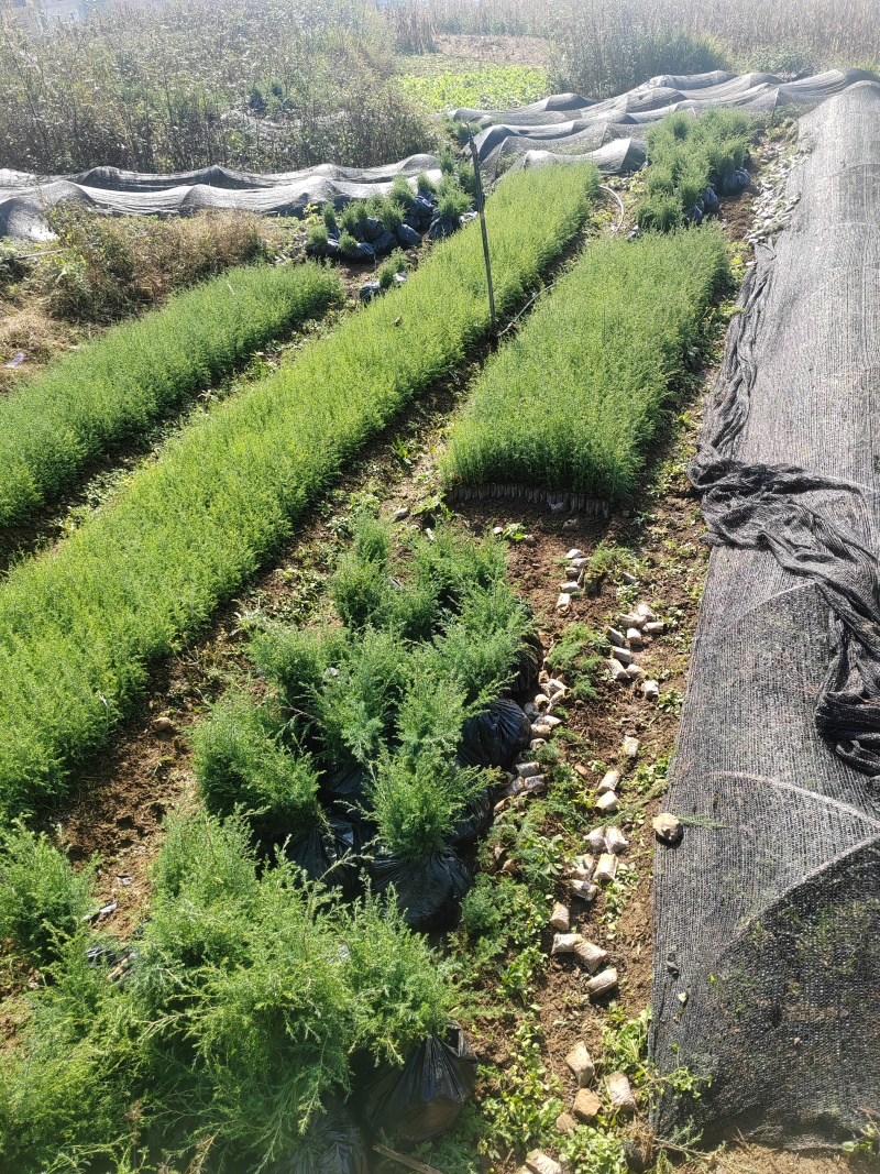 藏柏苗基地直发全国发货提供技术指导