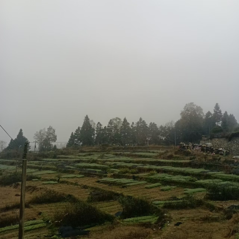 华山松基地直发全国发货提供技术指导