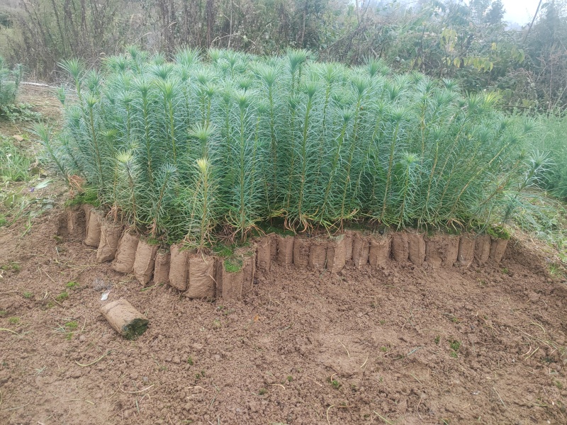 华山松基地直发全国发货提供技术指导