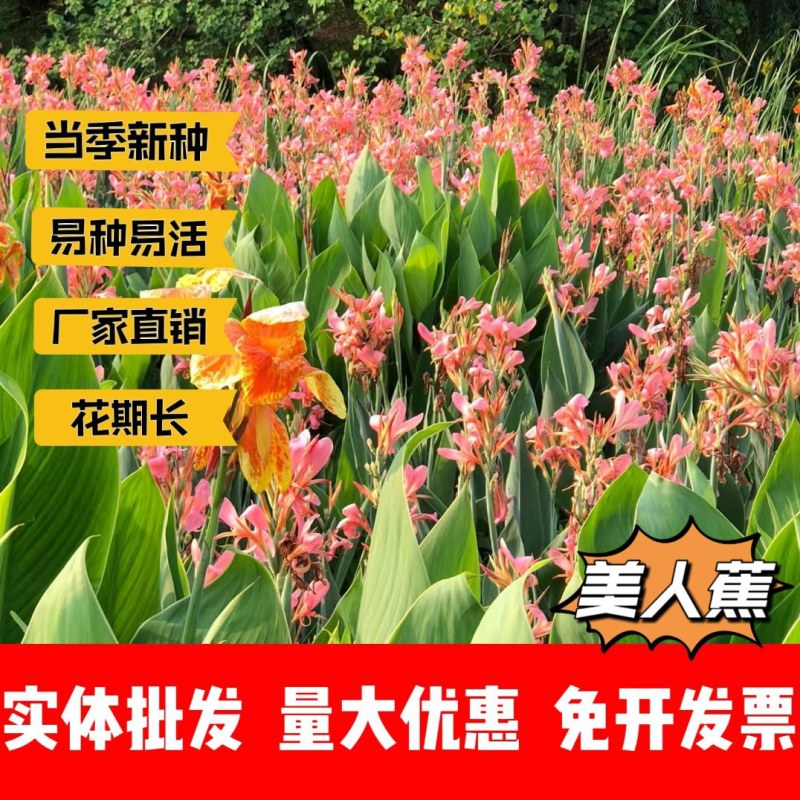 美人蕉