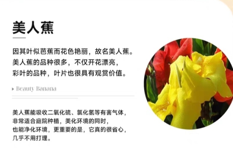 美人蕉
