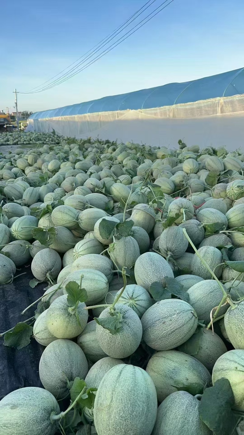 海南哈密瓜大量供货，晓蜜25网纹瓜，到明年6月，随行就市