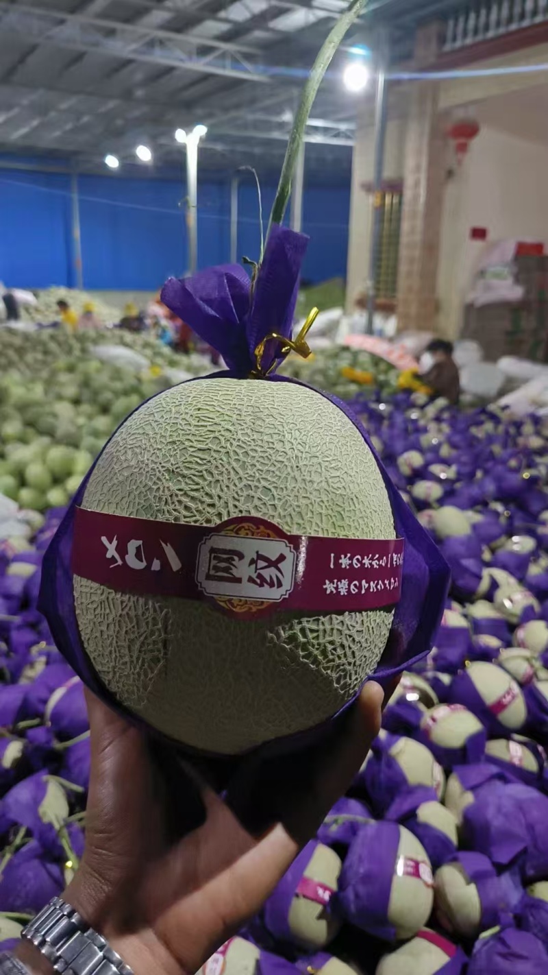 海南哈密瓜大量供货，晓蜜25网纹瓜，到明年6月，随行就市