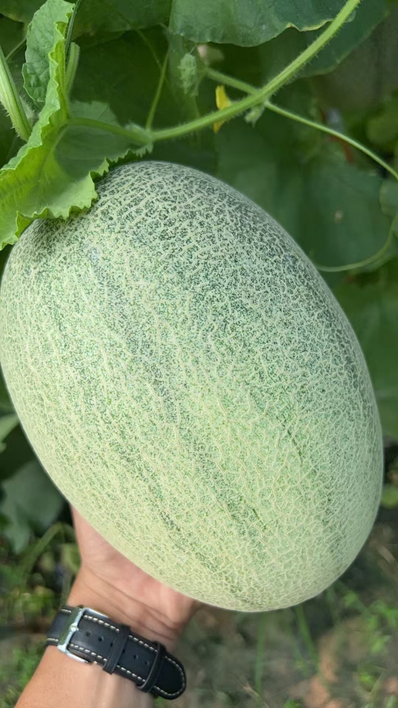 海南哈密瓜大量供货，晓蜜25网纹瓜，到明年6月，随行就市