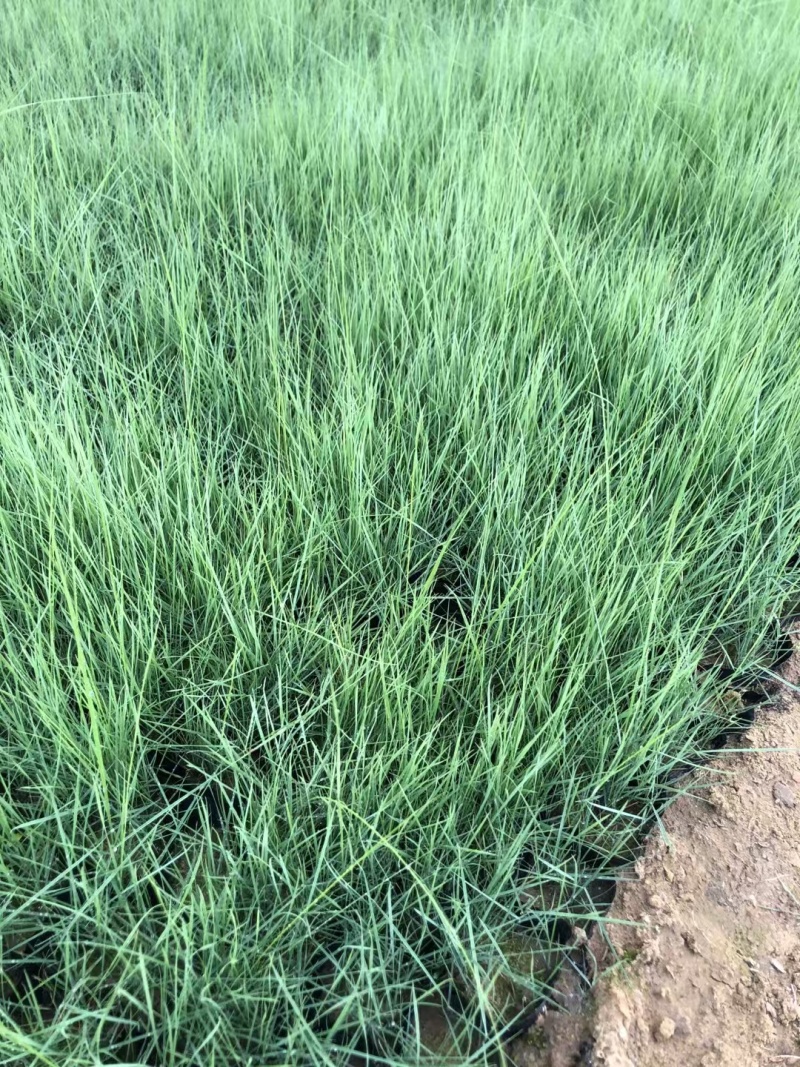 粉黛乱子草，可做花海，成活高杯苗，是公园绿化**，质优价