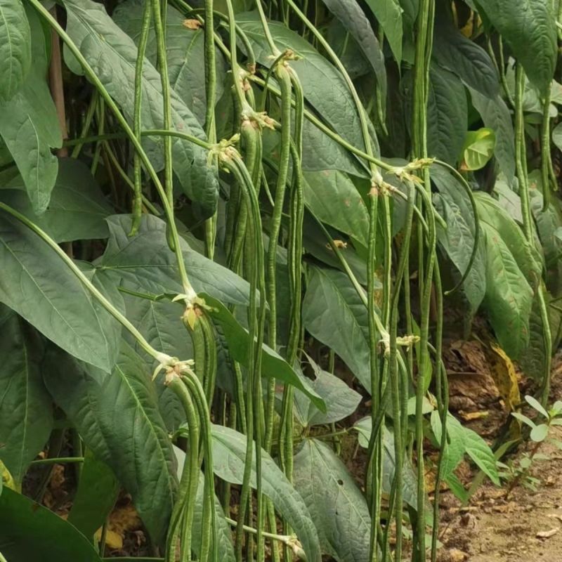 绿江南豆角种子无鼠尾结荚多厚肉豇豆耐高温长豆角泡豇豆春夏