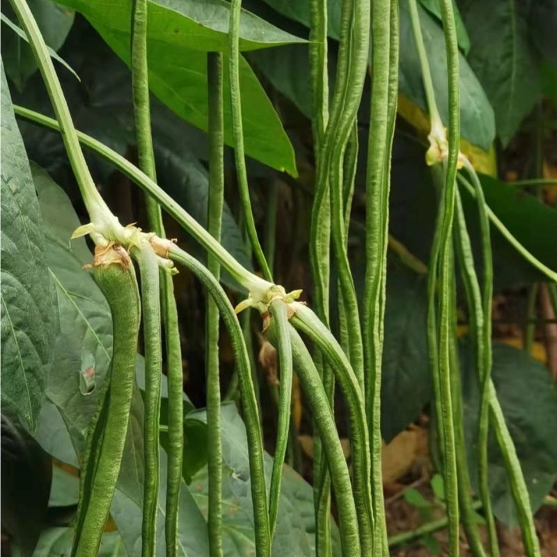 绿江南豆角种子无鼠尾结荚多厚肉豇豆耐高温长豆角泡豇豆春夏