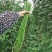 绿江南豆角种子无鼠尾结荚多厚肉豇豆耐高温长豆角泡豇豆春夏