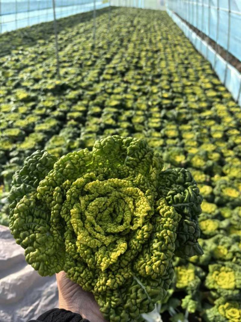 黄心菜大量上市产地直发一手货源对接全国市场商超电商
