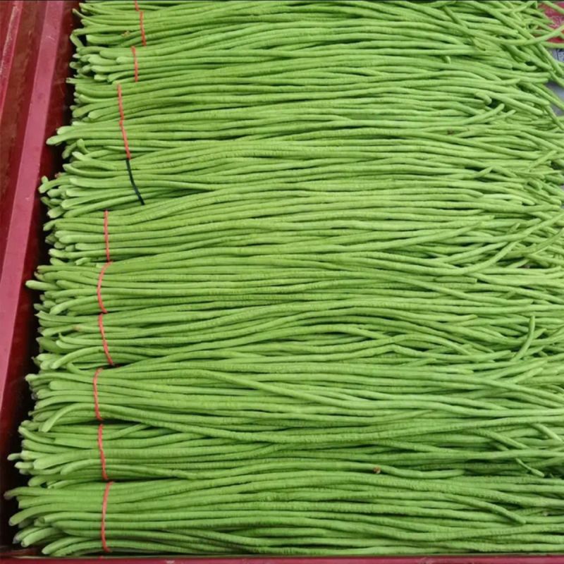 长绿豇豆长豆角种子早熟杂交翠绿豇豆种籽不鼓籽无鼠尾大棚露