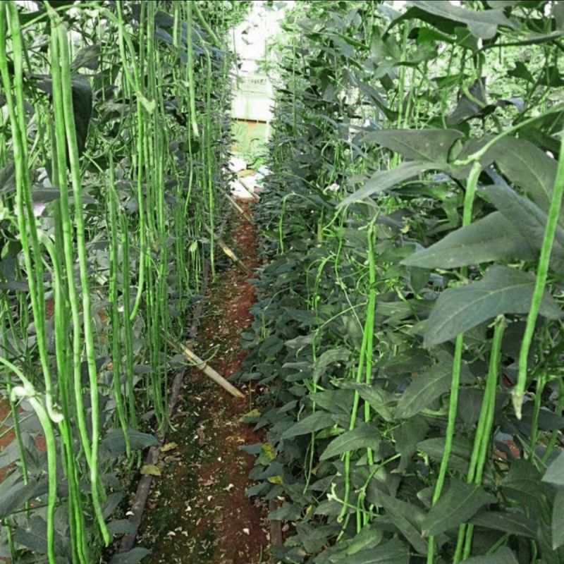 长绿豇豆长豆角种子早熟杂交翠绿豇豆种籽不鼓籽无鼠尾大棚露