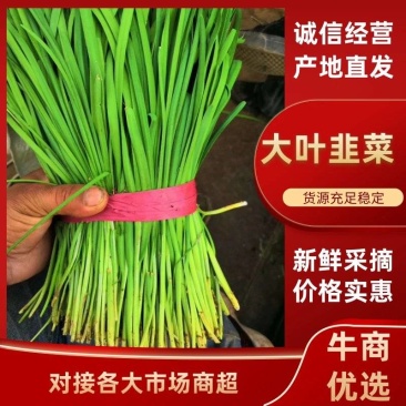 韭菜基地直供货源充足一手货源保质保量诚信经营
