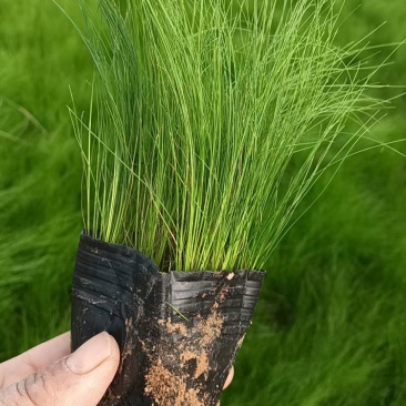 墨西哥羽毛草，大小规格齐全，质优价廉，杯苗易成活，欢迎