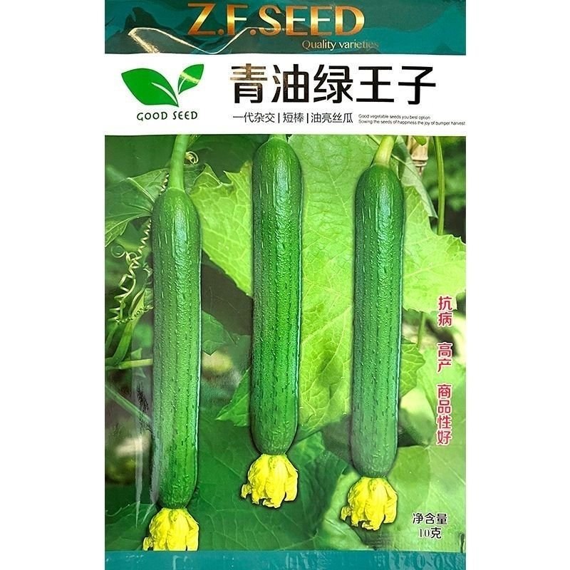 青油绿王子丝瓜种子短棒黑油绿青皮丝瓜种籽绿油丝瓜四季庭院