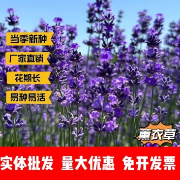 薰衣草厂家货源批发价格全国发货价格便宜欢迎下单咨询
