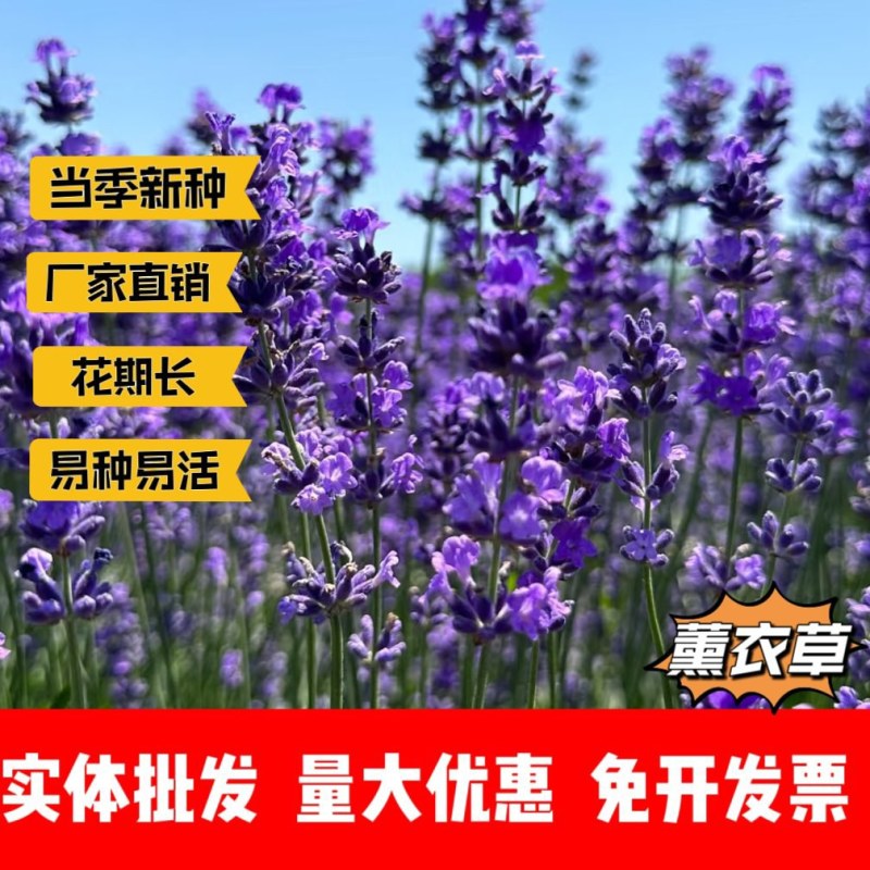 薰衣草厂家货源批发价格全国发货价格便宜欢迎下单咨询