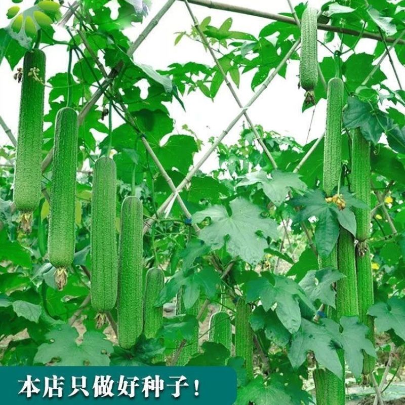 青油绿王子丝瓜种子短棒黑油绿青皮丝瓜种籽绿油丝瓜四季庭院
