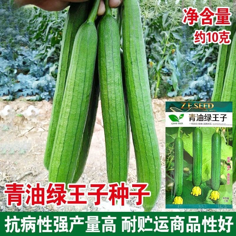 青油绿王子丝瓜种子短棒黑油绿青皮丝瓜种籽绿油丝瓜四季庭院
