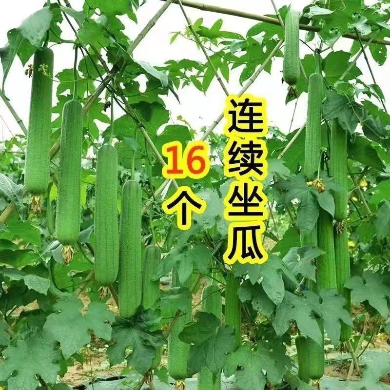 青油绿王子丝瓜种子短棒黑油绿青皮丝瓜种籽绿油丝瓜四季庭院