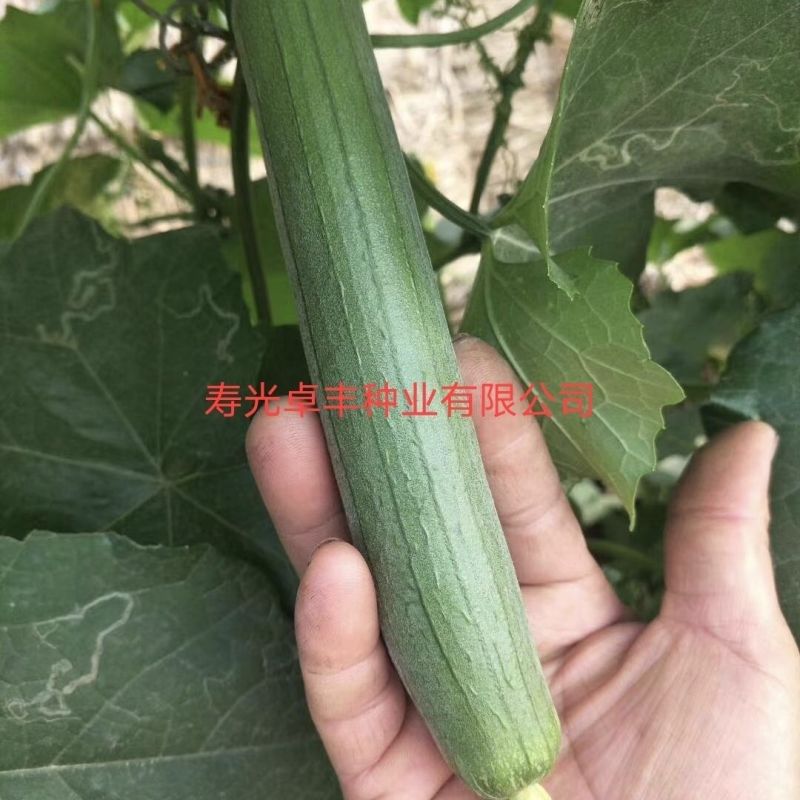 青油绿王子丝瓜种子短棒黑油绿青皮丝瓜种籽绿油丝瓜四季庭院