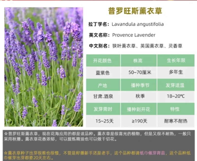 薰衣草厂家货源批发价格全国发货价格便宜欢迎下单咨询