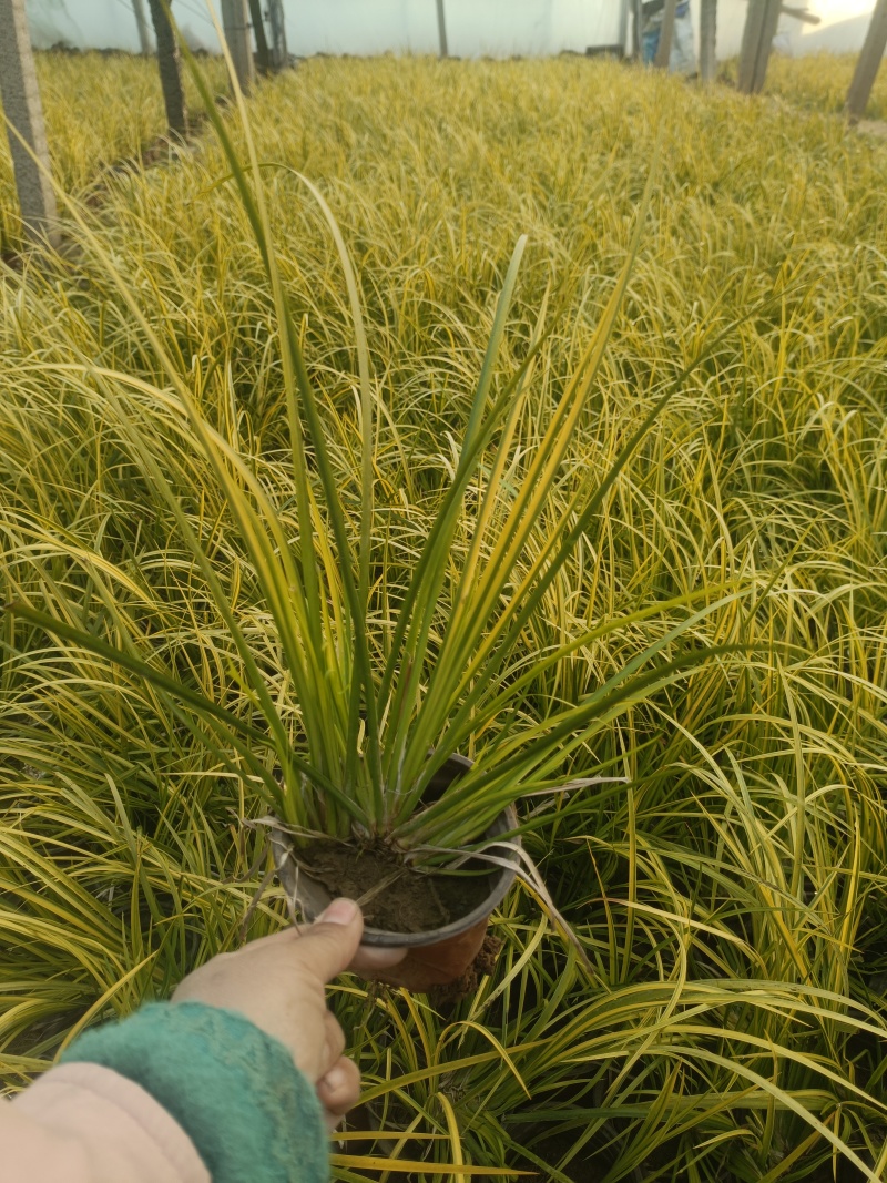 金叶石菖蒲，大小杯规格齐全。质优价廉，欢迎采购