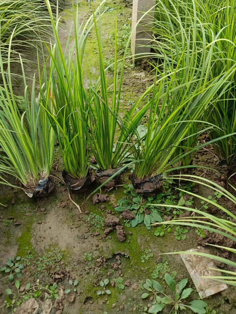 金叶石菖蒲，大小杯规格齐全。质优价廉，欢迎采购