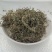 【鹅不食草】鹅不食草物美价廉量大从优