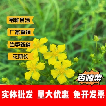 委陵菜厂家货源批发价格全国发货价格便宜欢迎下单咨询
