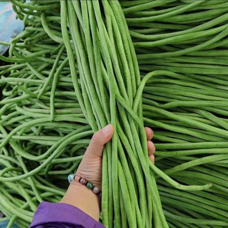摘不败小福贵豇豆长豆角种子荚多肉厚条形好不鼓籽无鼠尾耐热