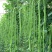 压塌架天豇888早熟豇豆种子长豆角种籽高产不鼓籽无鼠尾